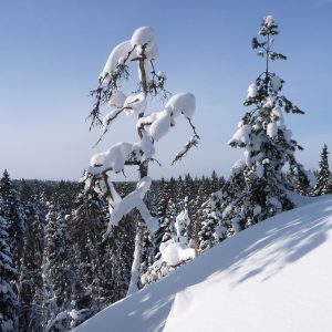 Nuuksion talvipäivä -rogaining @ Solvalla, Nuuksio | Espoo | Finland